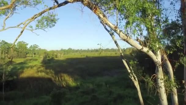 Tiro Suave Muñeca Del Dron Nivel Bajo Bajo Arco Árbol — Vídeo de stock