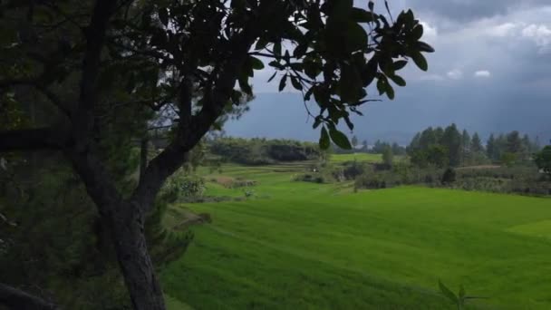 Langsame Pfanne Eines Üppigen Gier Reisfeldes Mit Gewitterwolken Hintergrund Auf — Stockvideo