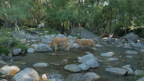 Δύο Αγελάδες Διασχίζουν Ένα Ποτάμι Πολλές Πέτρες — Αρχείο Βίντεο