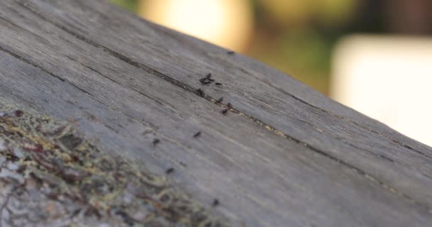 Grupo Hormigas Cabeza Roja Entran Salen Del Nido Árboles Mientras — Vídeos de Stock