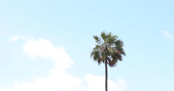 Pohon Palem Bergoyang Dalam Angin Dengan Langit Biru Cerah Dan — Stok Video