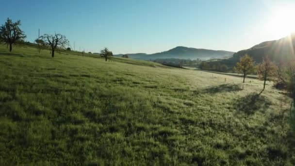 Luftaufnahme Eines Schönen Grünen Feldes Mit Morgentau Sonnigen Tagen Der — Stockvideo