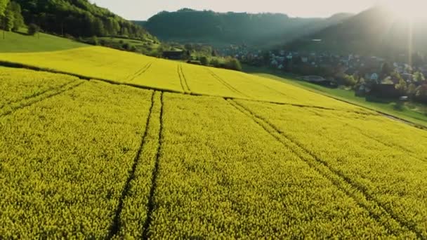 Dicht Über Sehr Gelbem Rapsfeld Frühling Luftaufnahme Eines Blumenfeldes Mit — Stockvideo