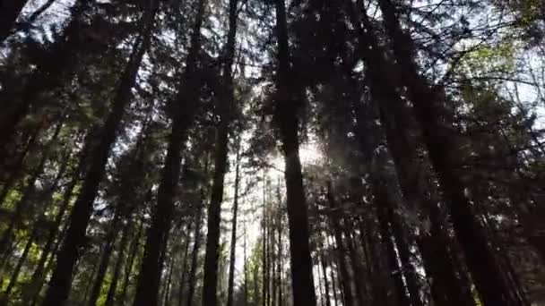 Solljuset Exponeras Genom Träden Skogen — Stockvideo