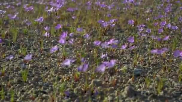 Clipe Tranquilo Sereno Centenas Pequenas Flores Silvestres Roxas Movendo Suavemente — Vídeo de Stock