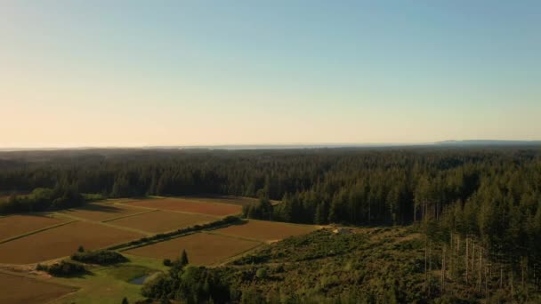 Vista Aérea Pantanos Arándanos Vacíos Primavera Bandon Oregon Drone Ascendiendo — Vídeos de Stock