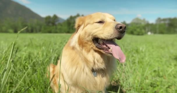 Tiro Orbital Cão Golden Retriever Sentado Campo Grama Alta Câmera — Vídeo de Stock