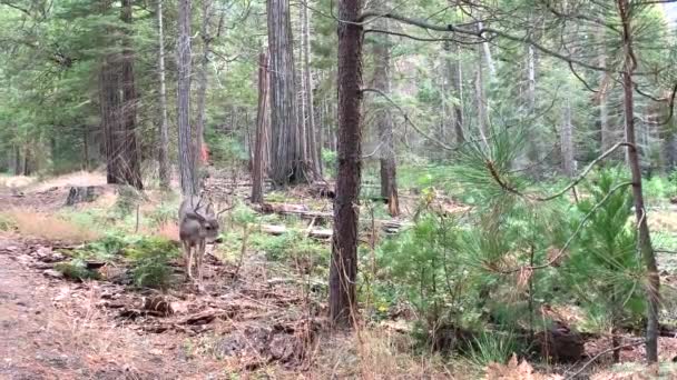 Filmato Ravvicinato Giovane Buck Che Cerca Cibo Nel Suo Ambiente — Video Stock