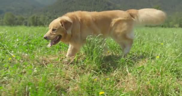 Golden Retriever Perro Explora Entra Campo Hierba Alta Tiro Seguimiento — Vídeos de Stock