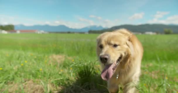 Front Tracking Shot Cane Golden Retriever Che Vaga Attraverso Campo — Video Stock