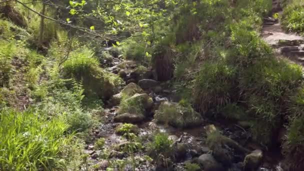 Small Trickling Stream Magspie Den Fife Scotland Ferns Grass Trees — Stock Video