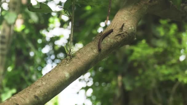 Millipede Crawling Tropical Tree Puerto Rico — стокове відео