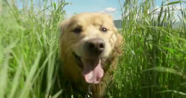 Golden Retriever Perro Corriendo Través Campo Hierba Alta Tiro Seguimiento — Vídeo de stock