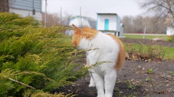 Katze Reibt Gesicht Dingen Auf Der Außenseite — Stockvideo