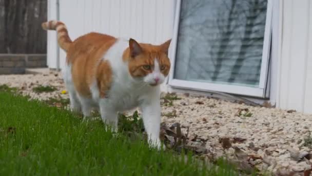 Vuile Kat Loopt Rond Binnenplaats — Stockvideo