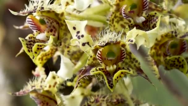 Primo Piano Mazzo Orchidee Macchiettate Gialle Muove Con Brezza Dendrobium — Video Stock