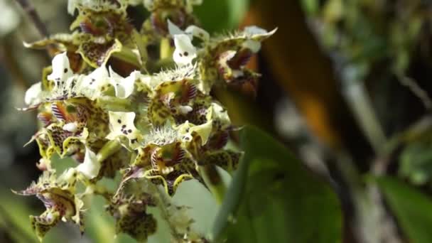 Manchado Orquídeas Amarelas Crescendo Árvore Close Tiro Estático Dendrobium Polysema — Vídeo de Stock