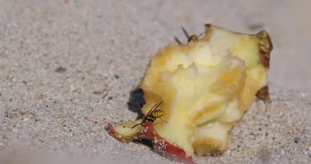 Close Shot Voor Drie Wespen Die Restjes Appelfruit Eten Zandstrand — Stockvideo