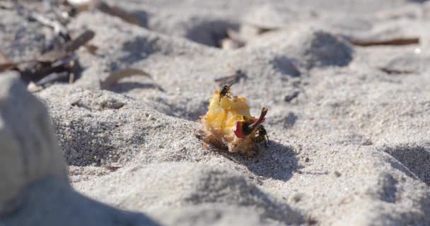 Weitschuss Für Zwei Wespen Die Übrig Gebliebene Apfelfrüchte Sandstrand Fressen — Stockvideo