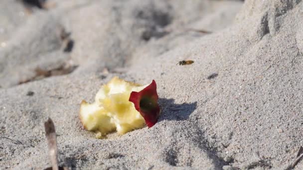 Zeitlupentrieb Einer Wespe Die Einem Sandstrand Über Übrig Gebliebenen Apfelfrüchten — Stockvideo