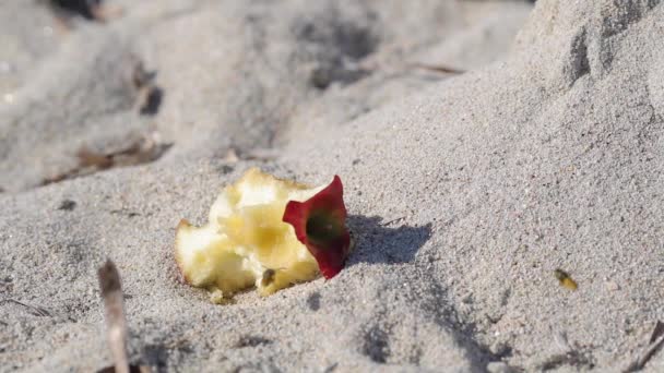 Långsam Rörelse Skott Två Getingar Slåss Rester Äpple Frukt Sandstrand — Stockvideo