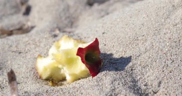 Close Shot Wasp Hovering Left Apple Fruit Sand Beach — Stock Video