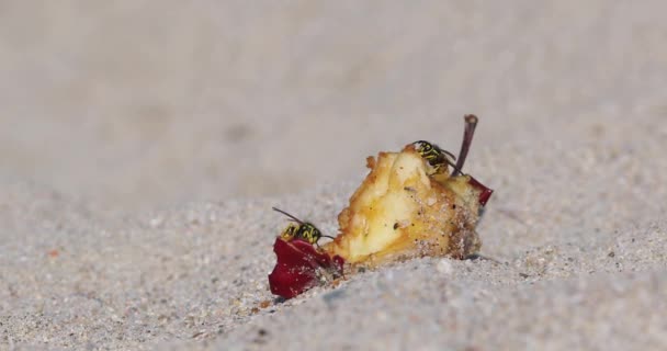 Cerca Tiro Para Dos Avispas Comiendo Una Izquierda Sobre Fruta — Vídeos de Stock