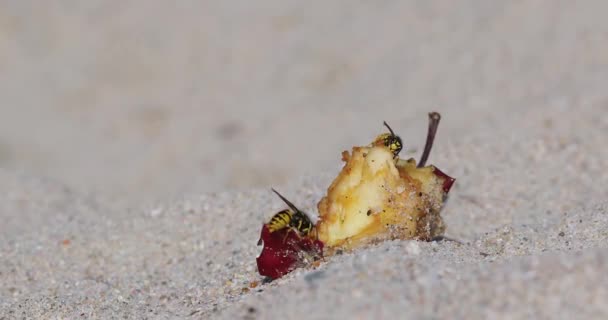 Närbild För Två Getingar Som Äter Överbliven Äppelfrukt Sandstranden — Stockvideo