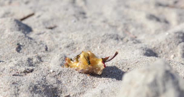 Medium Shot Voor Drie Wespen Die Restjes Appelfruit Delen Zandstrand — Stockvideo