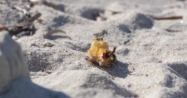 Två Getingar Slåss Vänster Över Äppelfrukt Sandstrand — Stockvideo