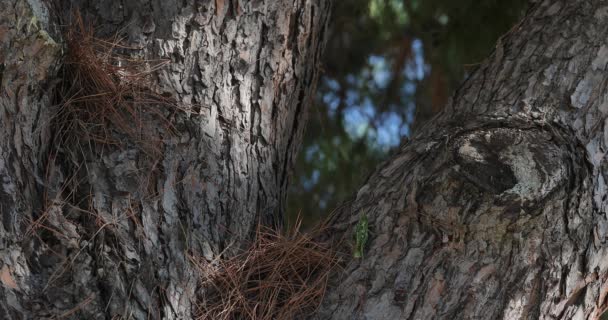 Insetto Grillo Verde Che Sale Albero — Video Stock