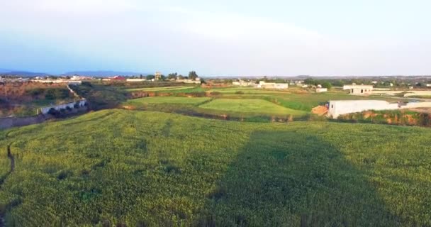 Widok Powietrza Gospodarstw Rolnych Wiosce Crop Kołysze Się Wietrze — Wideo stockowe