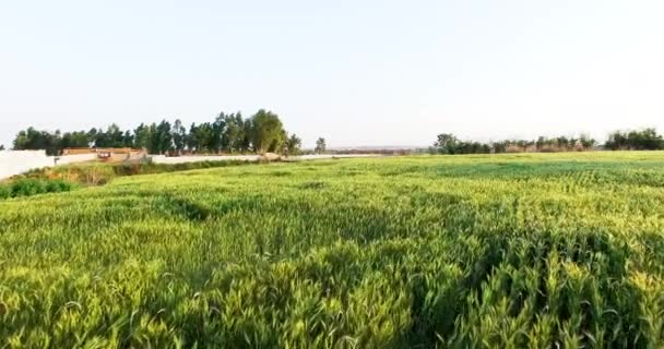 村の健康な農場の空中ビュー 作物は風に揺れる 農場の終わりにユーカリの木 — ストック動画