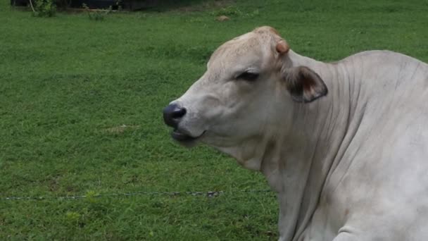 牛が寒さを噛む姿を間近で見ることができる — ストック動画