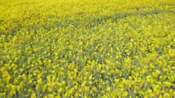 Εναέρια Λήψη Του Κίτρινου Canola Fields Ανθισμένα Λουλούδια Κανόλα Από — Αρχείο Βίντεο