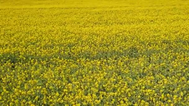 黄色の菜の花畑の空中撮影 ドローンから菜の花を咲かせます スムーズ シネマティックドリーショット 2019年春 — ストック動画