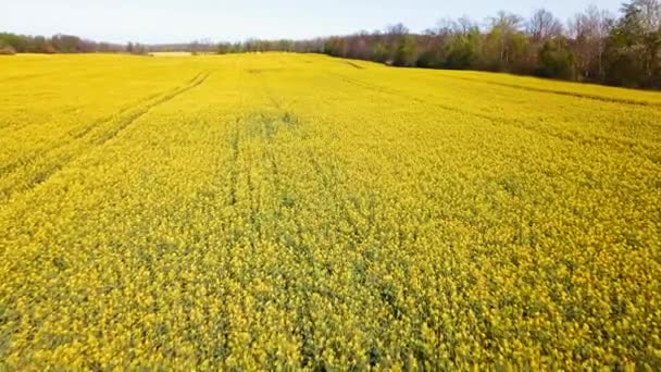 Aerial Shot Yellow Canola Fields Blooming Canola Flowers Drone Smooth — Stock Video