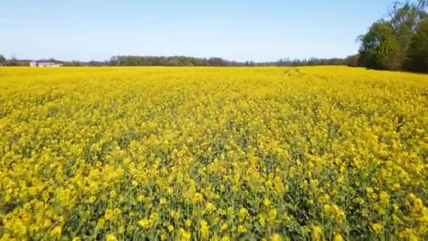 Εναέρια Λήψη Του Κίτρινου Canola Fields Ανθισμένα Λουλούδια Κανόλα Από — Αρχείο Βίντεο