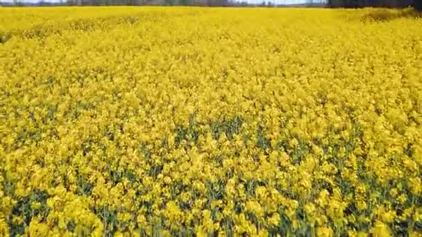 Luftaufnahme Von Gelben Rapsfeldern Blühende Rapsblüten Von Einer Drohne Glatter — Stockvideo