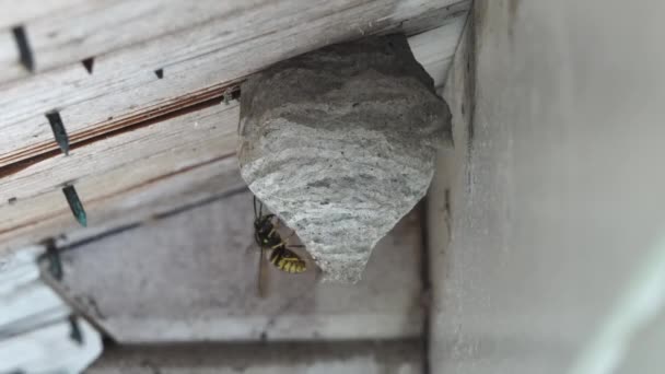 木の屋根の下の巣の建物に黒い黄色のワスプが飛び立ち — ストック動画