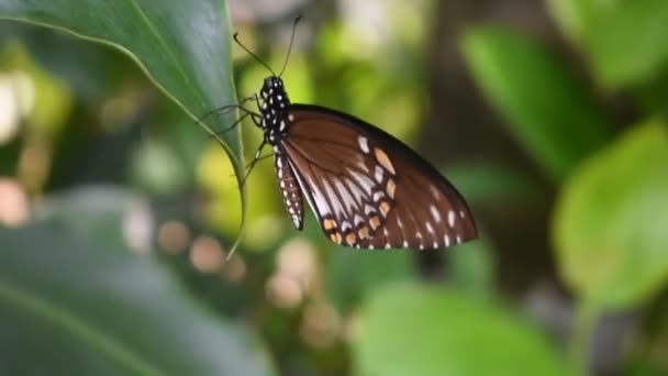 Papillon Sur Une Feuille Dans Jardin Sri Lankais — Video