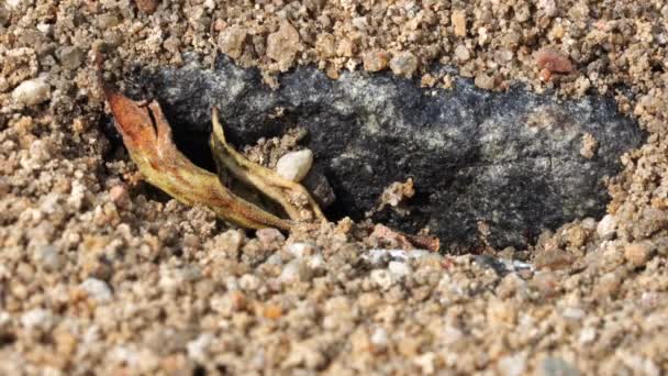 Viele Ameisen Tragen Sandkörner Aus Ihren Höhlen — Stockvideo