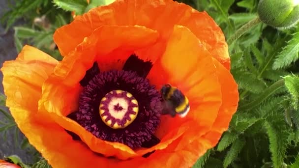 Les Bourdons Recueillent Pollen Des Coquelicots Qui Balancent Dans Vent — Video