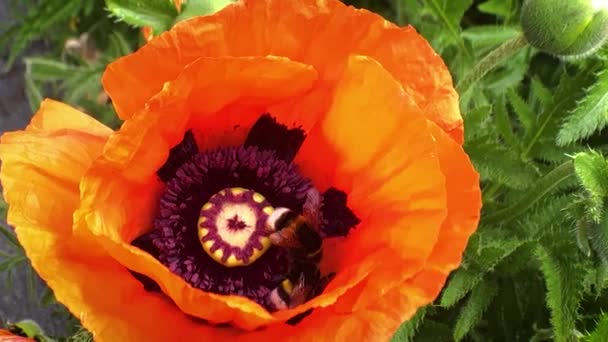 Les Bourdons Recueillent Pollen Des Coquelicots Qui Balancent Dans Vent — Video