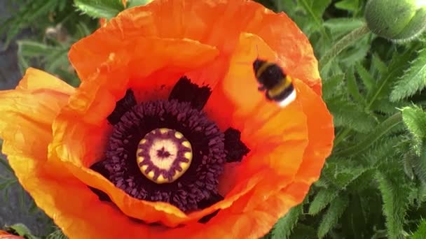 Les Bourdons Recueillent Pollen Des Coquelicots Qui Balancent Dans Vent — Video