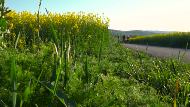 Colpo Basso Statico Vista Sulla Campagna Con Erba Campi Stupro — Video Stock