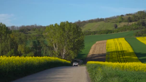 Statische Ansicht Eines Pickups Der Auf Einer Landstraße Zwischen Rapsfeldern — Stockvideo