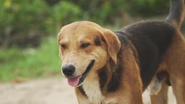 Streunender Hund Puerto Rico — Stockvideo