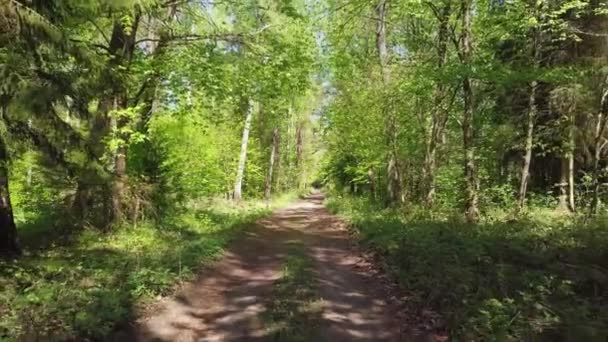 Bosweg Onverharde Ondergrond Een Drone Door Het Bos Vliegen Groene — Stockvideo