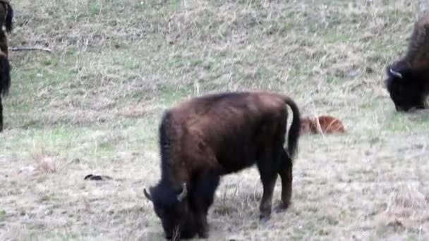 Herd Wood Bison Mountain Bison Grazen Langs Alaska Highway Het — Stockvideo